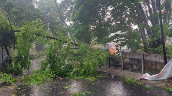 Hujan Deras Sabtu Malam di Jakarta, 7 Pohon Tumbang Timpa Rumah hingga Mobil