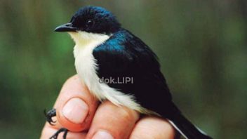 LIPI يكتشف سلالة جديدة من الطيور في بابوا الغربية