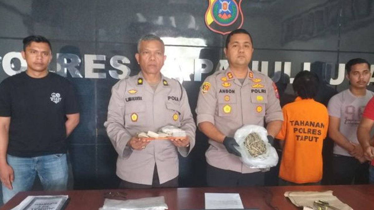 North Tapanuli Police Raid Coffee Shop, A Marijuana Dealer Arrested