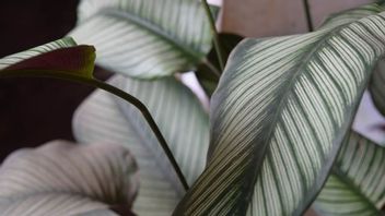 5 Jenis Tanaman Hias Calathea untuk Percantik Rumah 