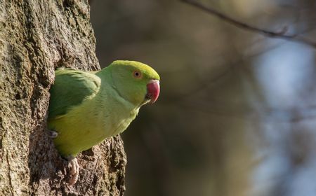 'Kejutan' Natal, Penampungan Hewan di Michigan Terima 800 Ekor Lebih Burung Parkit