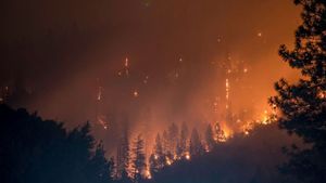 Cegah Kebakaran Hutan dan Lahan, Anggota DPR Minta Kementerian LHK Lebih Serius