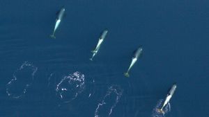 Peneliti Temukan Paus Pembunuh Gunakan Rumput Laut untuk Saling 