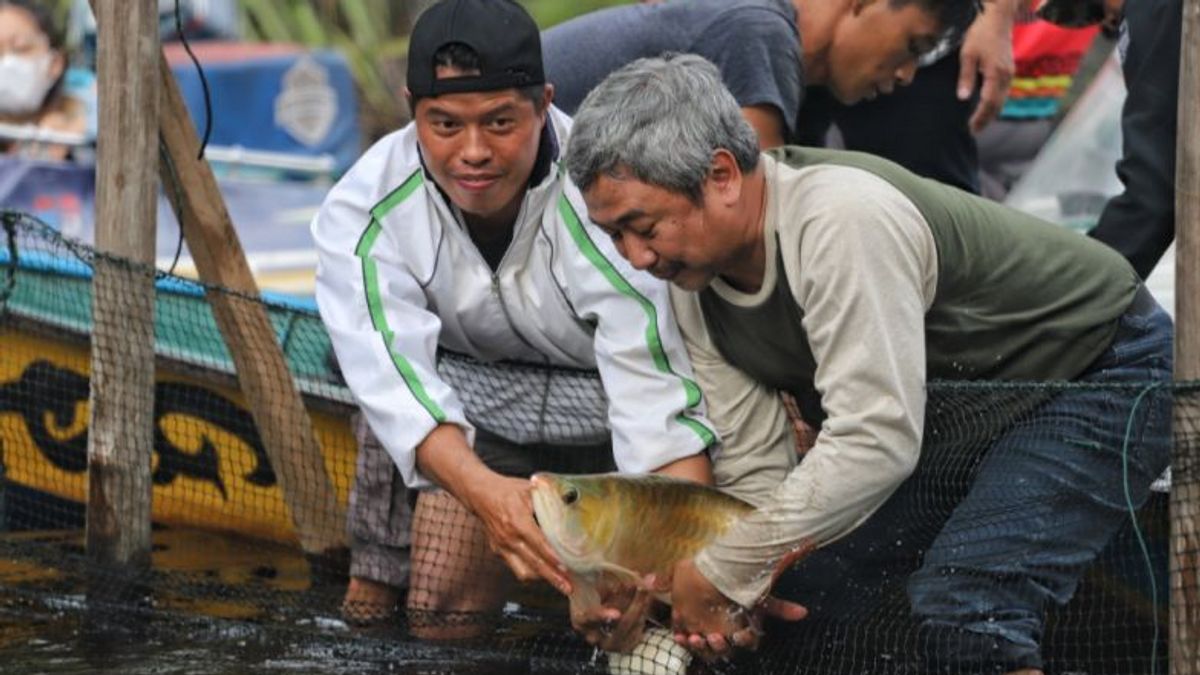  BKSDA Lepas 30 Ikan Arwana Super Red ke Danau Sentarum Kalbar