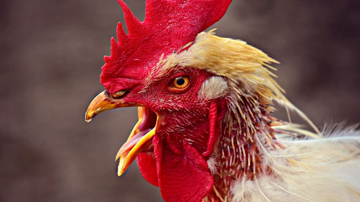 如何传播最新的禽流感、其性质和暴露后的症状