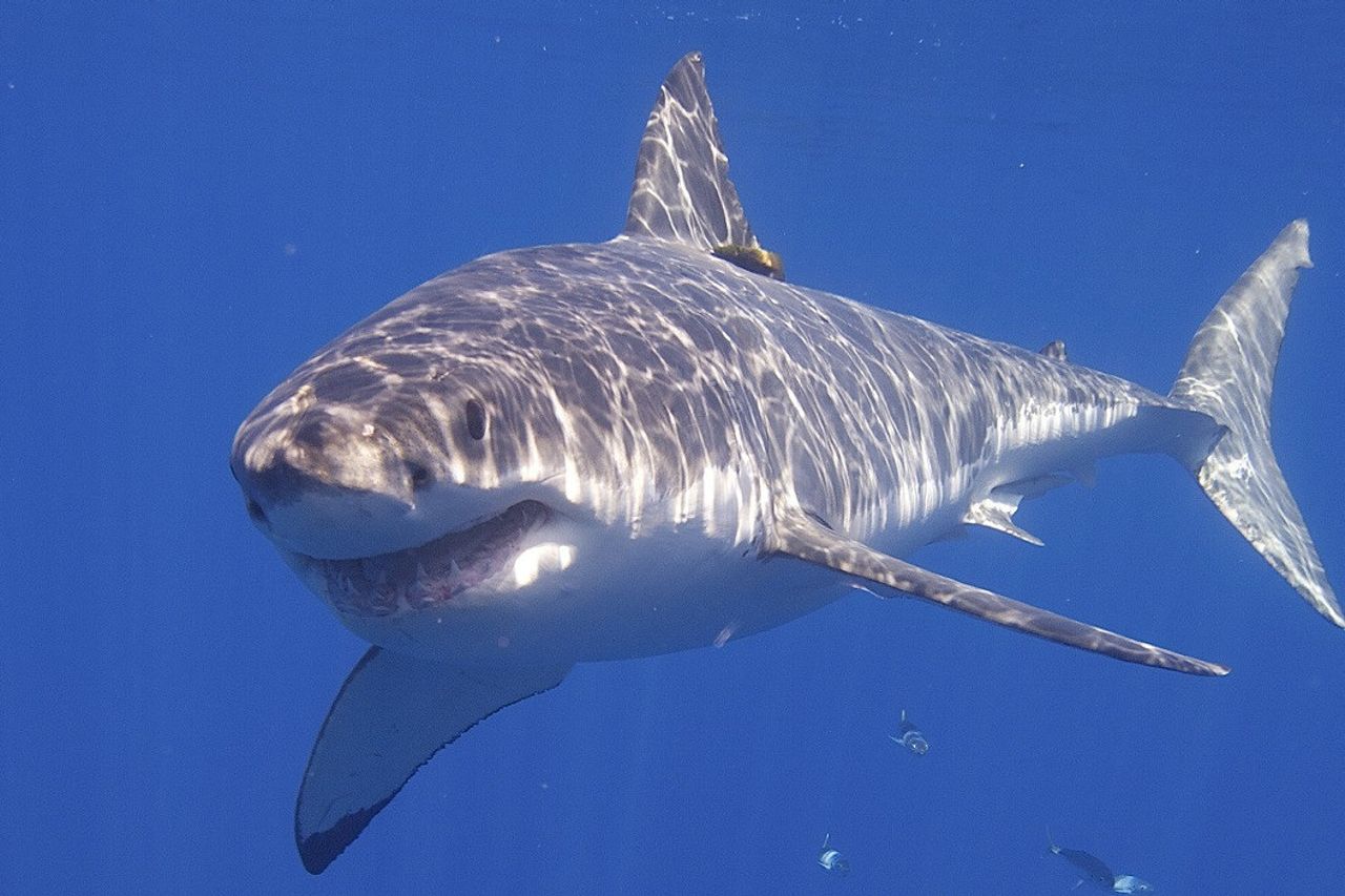 海のタフな捕食者 ホオジロザメはグループで一緒に狩りをすることもできます