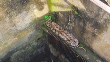 A 2-meter-long Sanca Snake In Wastewater Processing Like A Waste Water