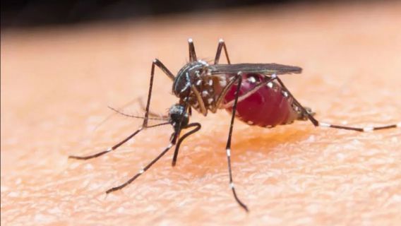 جاكرتا (رويترز) - كشفت وزارة الصحة أن حالات مالاريا في إندونيسيا انخفضت لكنها لا تزال ثاني أعلى مستوى في آسيا.
