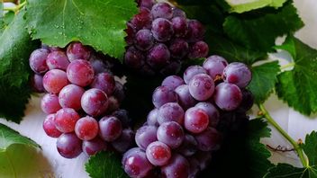5 Kandungan dalam Buah Anggur yang Baik untuk Kesehatan Tubuh, Mulai dari Jantung hingga Tangkal Radikal