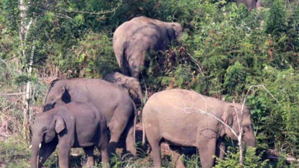 آتشيه BKSDA تقوم بتثبيت جهاز تتبع على الفيلة البرية في آتشيه