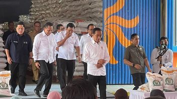 El Nino Impact, Jokowi Calls The Government Salurkan 210 Thousand Tons Of Rice Aid Every Month