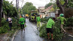 Hujan Deras dan Angin Kencang Sebabkan 9 Pohon Tumbang di Wilayah Jakarta Pusat