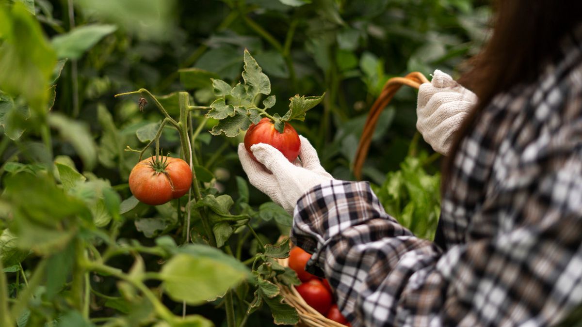 Les maladies affectant les tomates : Voici les listes les plus répandues des plantes