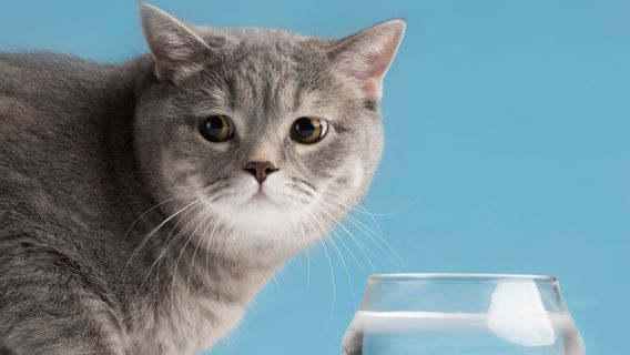 4 Reasons Why Cats Don't Like Water, Follow These Bathing Tips