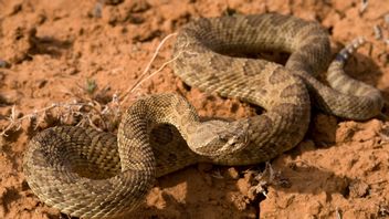 Texas's Derik Snake Hunting Tradition Reaps Criticism, Going On Since 1958