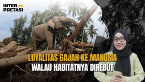 Loyalitas Gajah Kepada Manusia Walau Habitatnya Direbut 