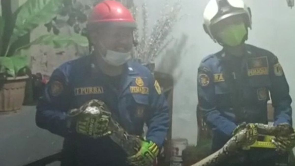 Se Déplaçant Sur Le Toit De La Maison D’un Résident, Un Python De 5 Mètres De Long A été évacué Par Les Pompiers