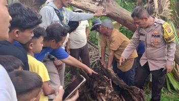Police Investigate Human Skeleton In Aren Tree In Serdang Bedagai