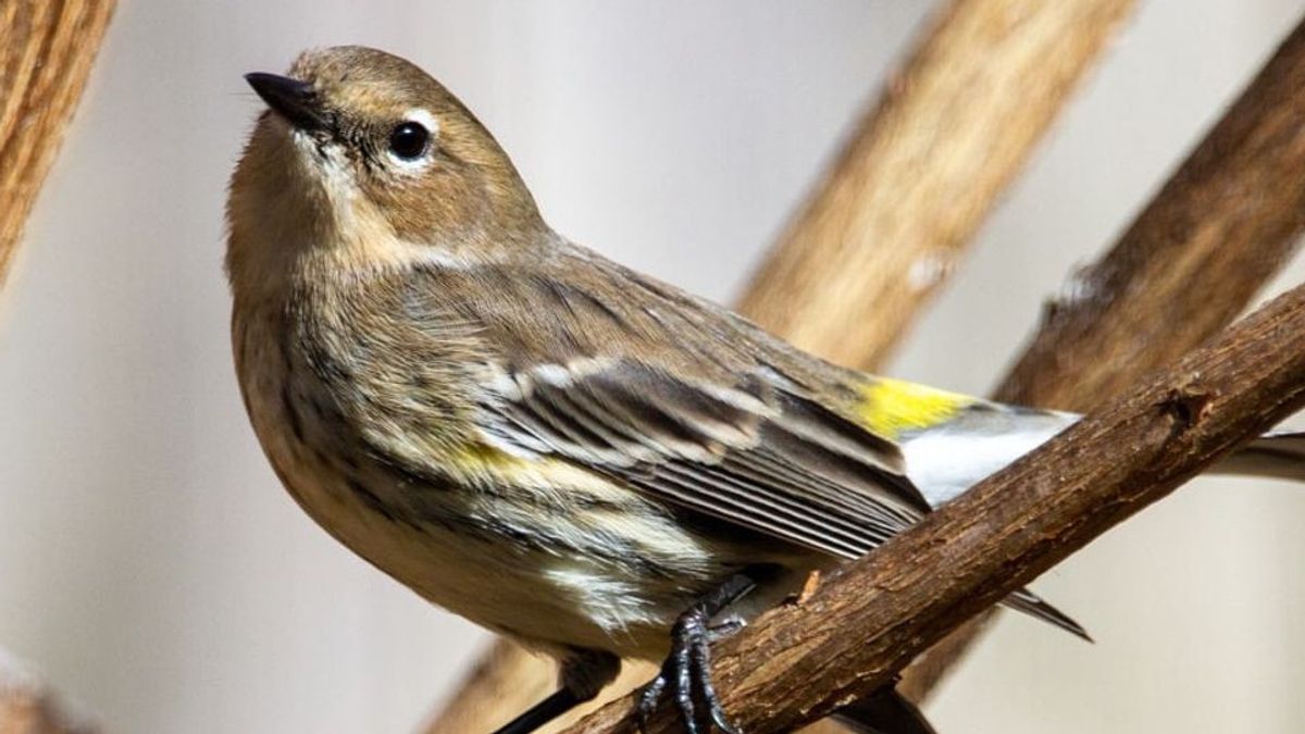 Informasi Penting: Banyak Burung Mati Karena Penyakit Misterius, Penggemar Burung Harus Waspada