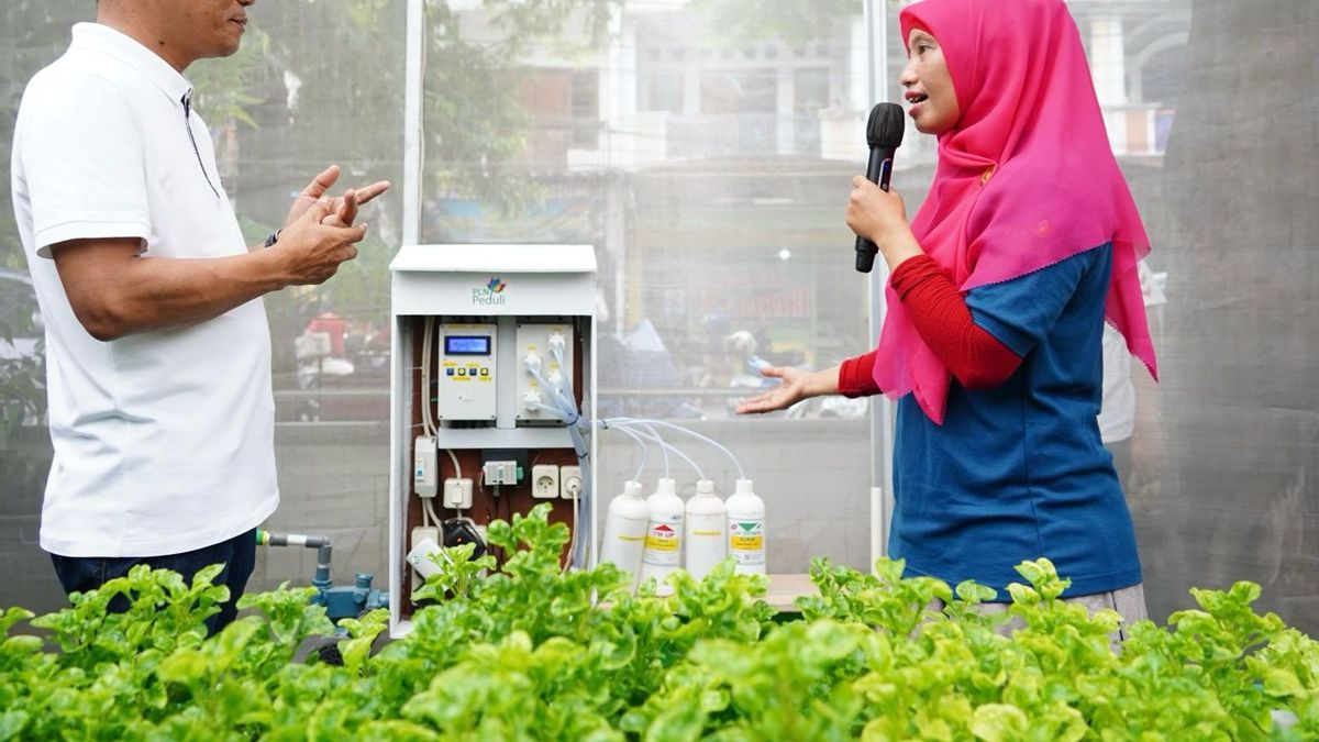 Olah Penampungan Sampah Jadi Smart Farming, Kelompok Wanita Tani Binaan PLN Mampu Hasilkan Ratusan Juta