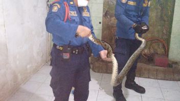 Makes Residents Of Homes Panic, Snake Evacuation Officers At Several Points In East Jakarta
