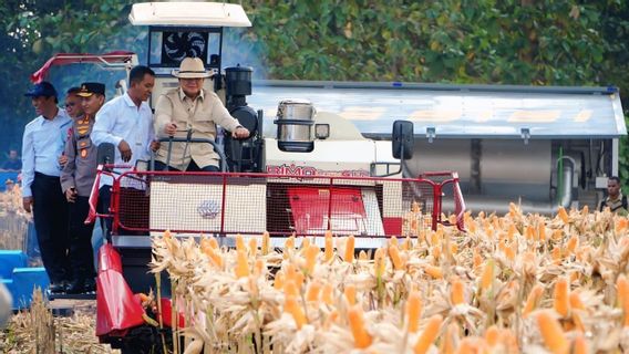 Bulog Serap 200 Ton Jagung di Tuban, Harga Petani Dijaga Rp6.400 per Kg