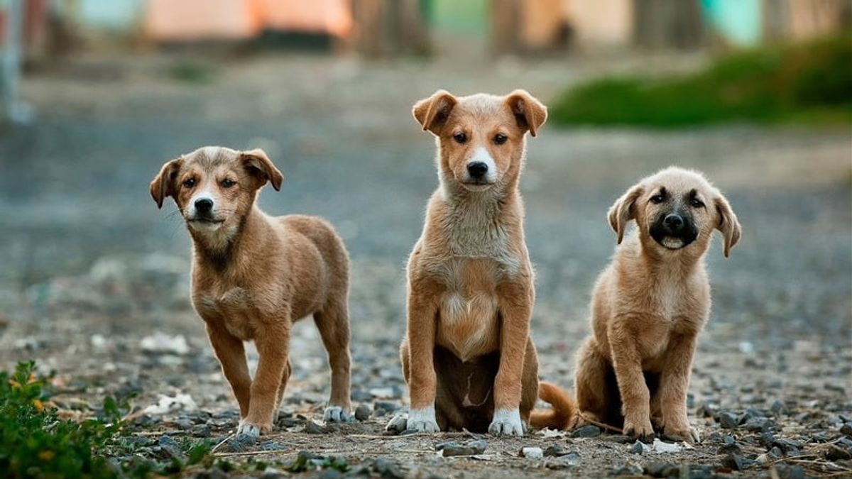 Kedubes Rusia di Korut Tepis Kabar Kim Jong-un Paksa Rakyatnya Makan Anjing Peliharaan