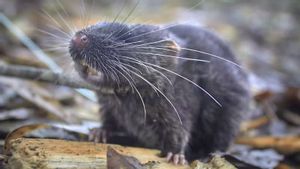 Expeditionary Team Finds 27 New Species In Alto Mayo Peru: There Are Amphibious Tikus To Various Types Of Butterfly