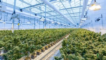 Former Slaughterhouse Ready For First Large-Scale Legal Cannabis Harvest, As Germany Plans To Allow Recreational Use