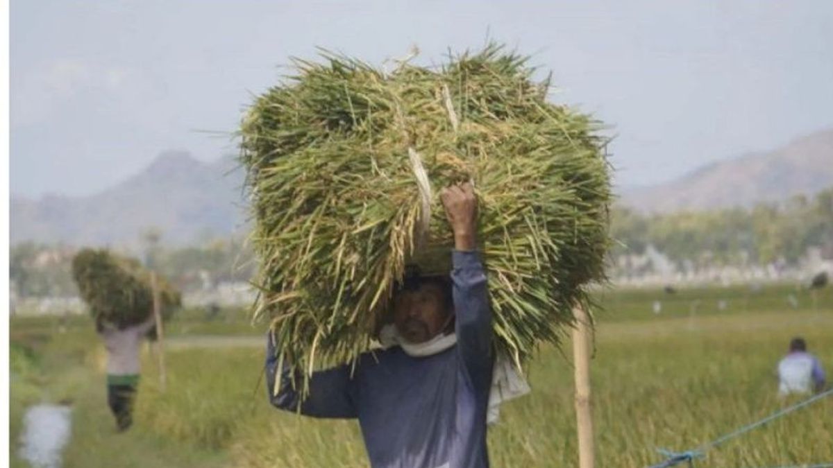 トゥルンガグンの数百ヘクタールの米が収穫に失敗した