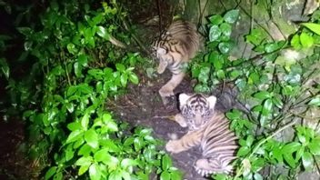 Kemenhut Umumkan Kelahiran Dua Harimau Sumatera 