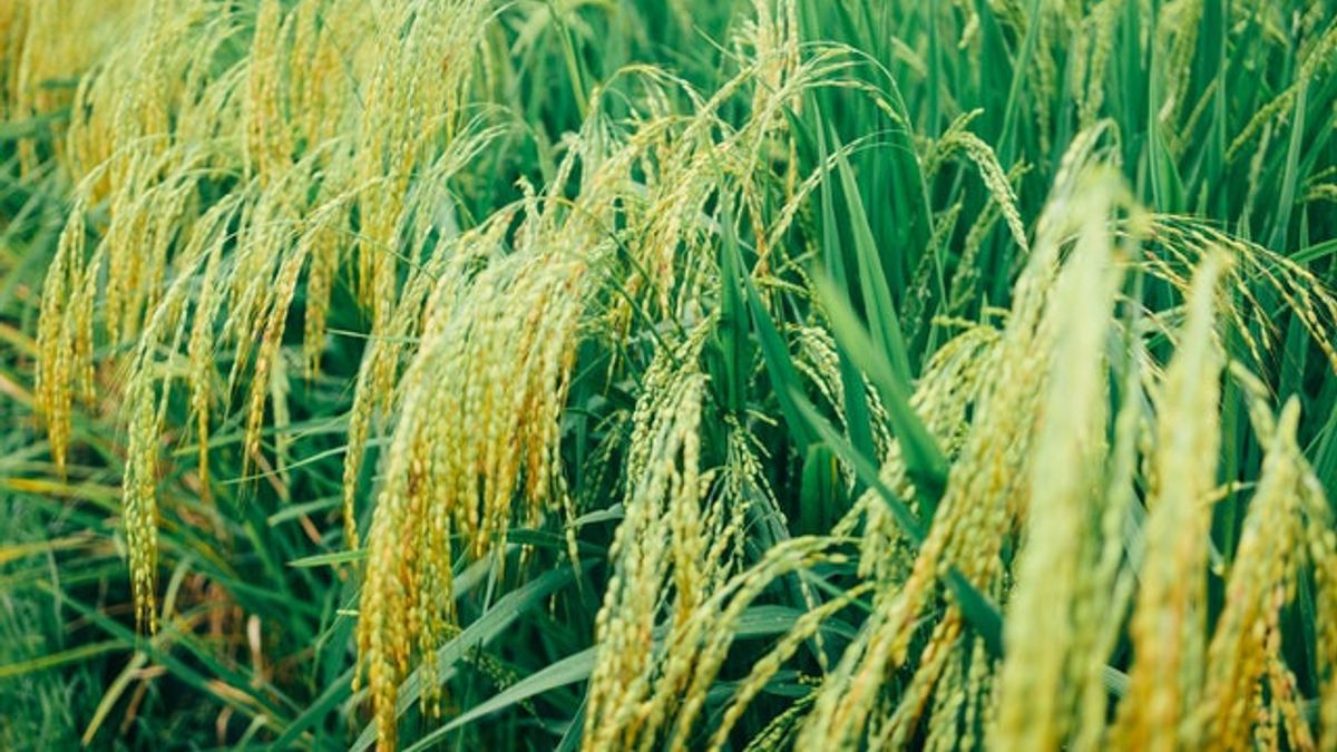 يمكن الحصاد في 70 يوما ، وهنا كيفية زراعة الأرز M70D