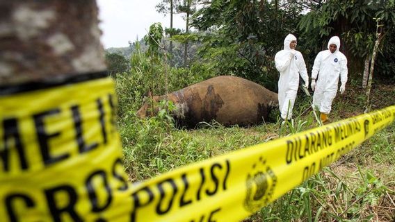 BKSDA Sends Laboratory Test Samples Related To Elephant Death In Aceh