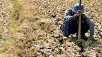 干ばつの影響、シラキャップ水危機の602ヘクタールの田んぼ