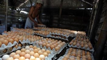 感謝の形、ブリタールジャティムのブリーダーは、住民に卵の1.5トンと100鶏を配布します
