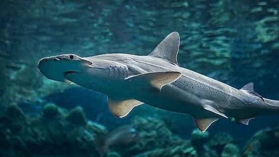 毎年の移住を日常的に行い、科学者はサメが海を航海する「GPS」を持っていると呼ぶ
