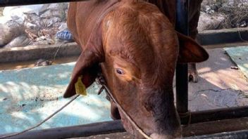 ジョコウィからジャンビへ840kgの体重を犠牲にした牛ブルーノがメランギンで屠殺されます