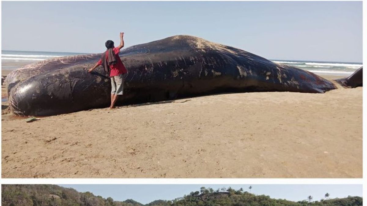 BKKPN Belum Pastikan Penyebab Kematian Paus Sperma yang Terdampar di Pesisir Pantai Sumba Timur