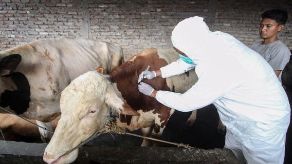 Sacrificial Animals In Banjarbaru, South Kalimantan Ensure Zero FMD