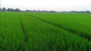 Sebanyak 80 Persen Sawah di RI Masih Tergantung Curah Hujan meski 61 Bendungan Sudah Terbangun