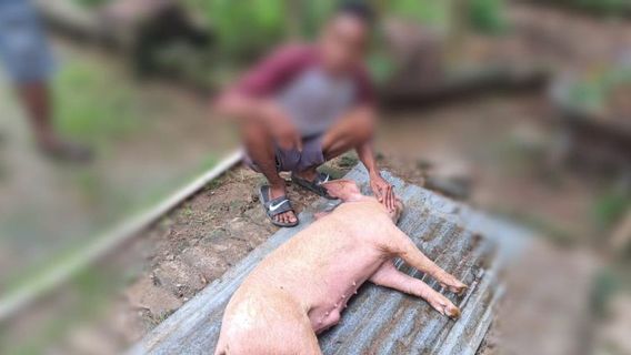 Disinfectan Has Been Distributed, But The Case Of Dead Pigs In NTT Is Increasing