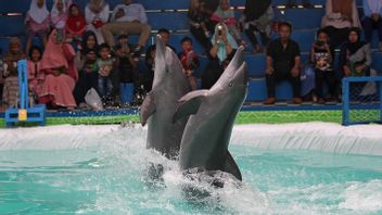 病毒卢辛塔露娜骑海豚， BKSDA 检查海豚小屋巴厘岛不再运作