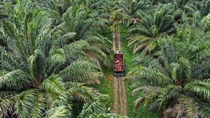Ikuti Perintah Dedi Mulyadi, Kebun Sawit di Cirebon Diganti Mangga