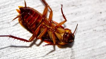 なぜゴキブリは裏返すと死ぬのですか?これは完全な説明です