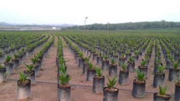 Realization Of People's Palm Oil Rejuvenation 2023 In West Kalimantan Covering An Area Of 18,573 Hectares