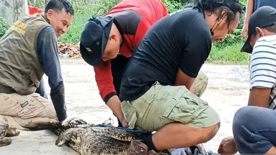 Bangka Belitung Community Conflict With Crocodiles Increases, BPBD: Due To Environmental Damage