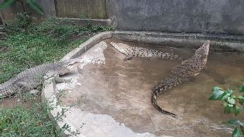 Safari Park Help Evacuate 5 Crocodiles From The Settlement Of Ciamis-Cirebon Residents