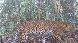 TN Meru Betiri Installs 32 Trap Cameras To Monitor Rare Animals