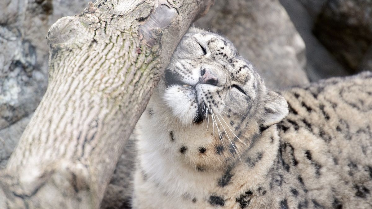 Snow Leopard Population In Russia Increases Rapidly In The Last 10 Years