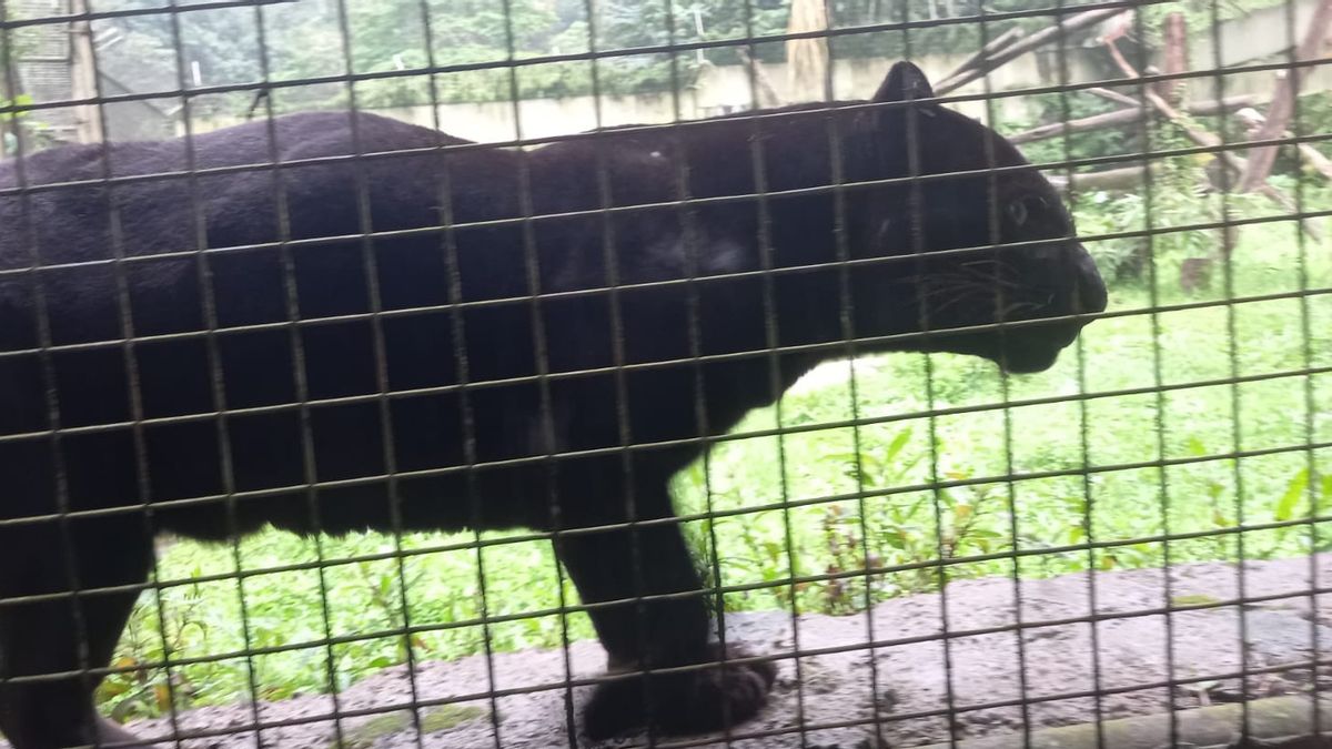 Macan Penyerang Pemukiman di Serang Kini Dirawat di Taman Safari